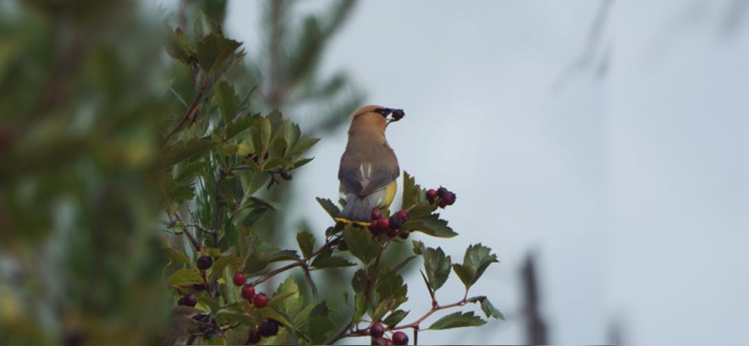 BADROCK CANYON CONSERVATION PROJECT TOUR AND BIRD