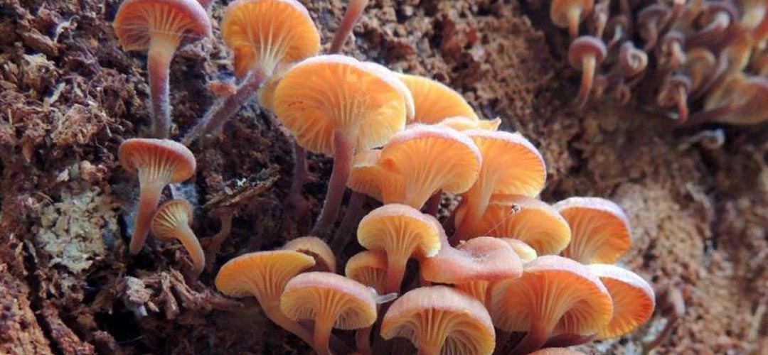 Fall Wild Mushroom Hike