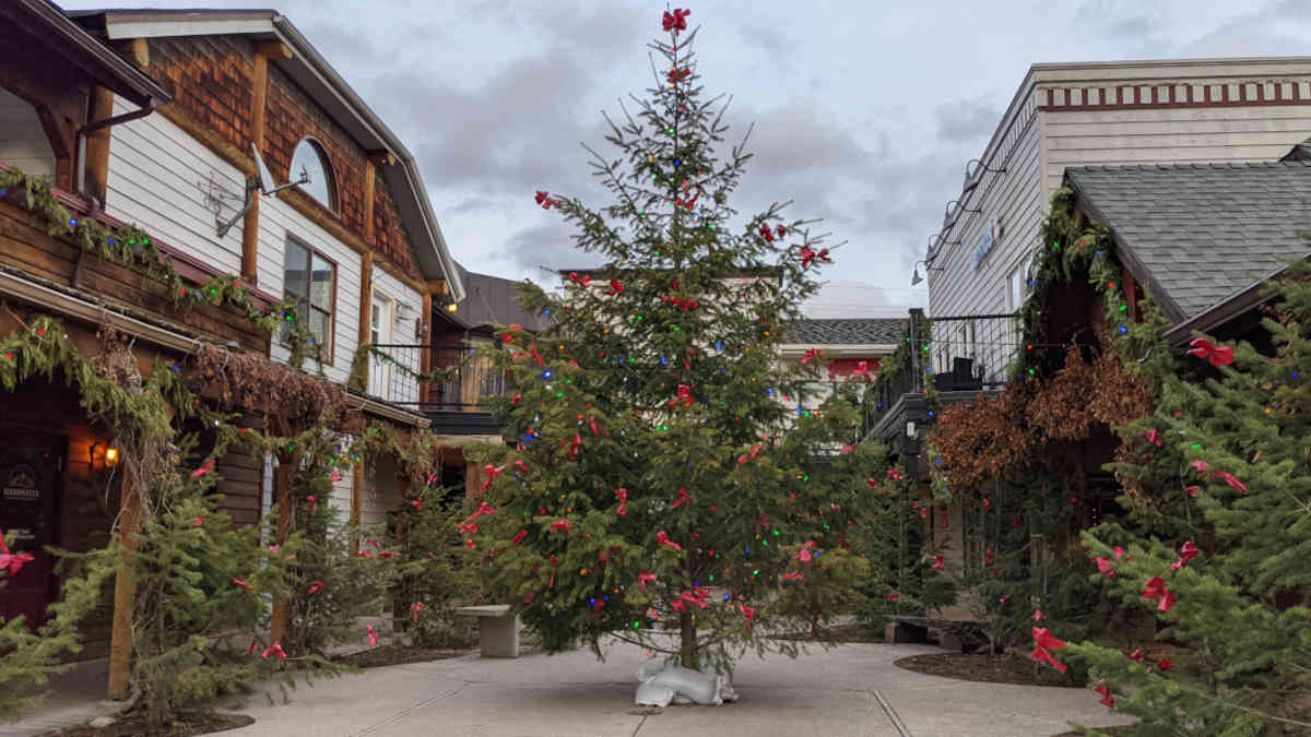 Montana Christmas Tree