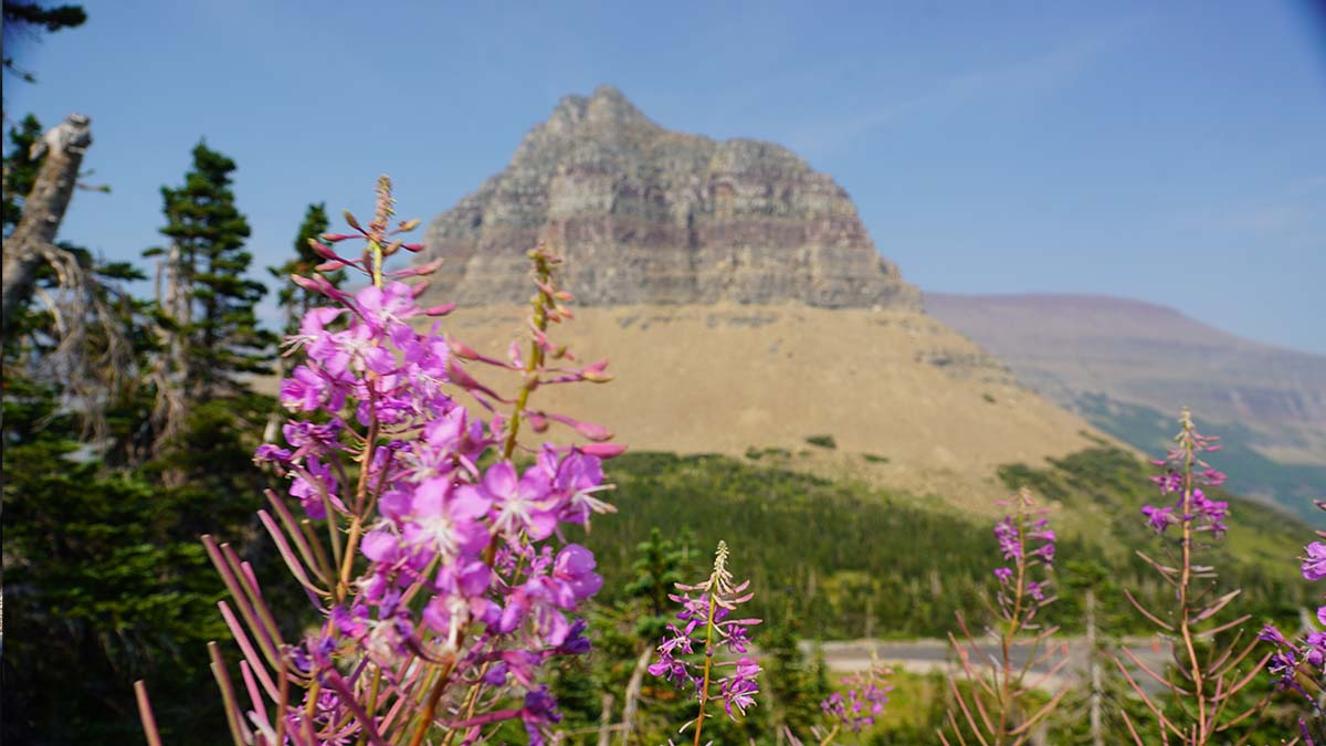 Going-to-the-Sun Road Vehicle Reservation