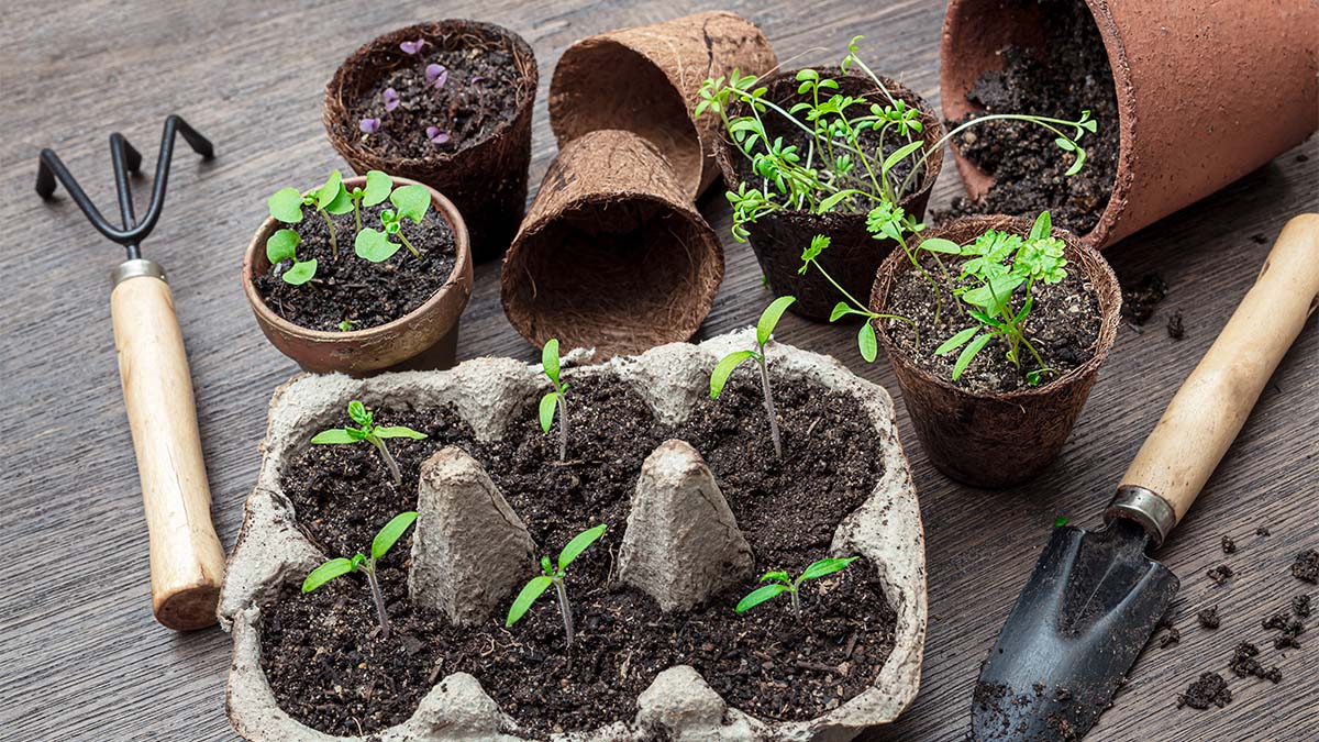 Native Seed Plantings