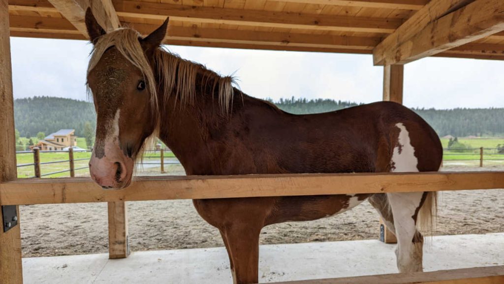 Clydesdale Outpost Whitefish