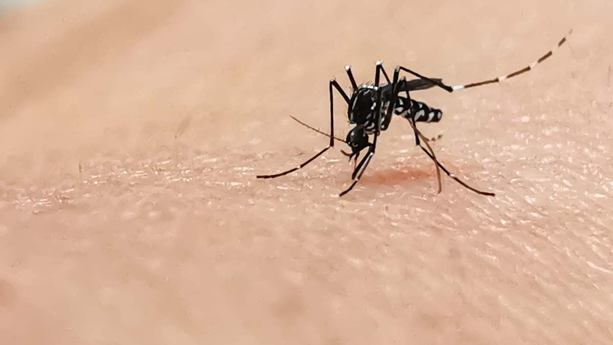 Mosquitoes Bites - Mosquito Image Biting Arm