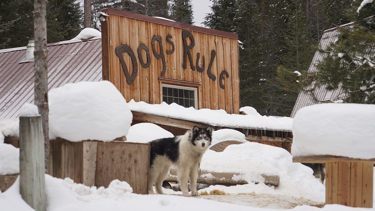 Dog Sledding in the Flathead Valley