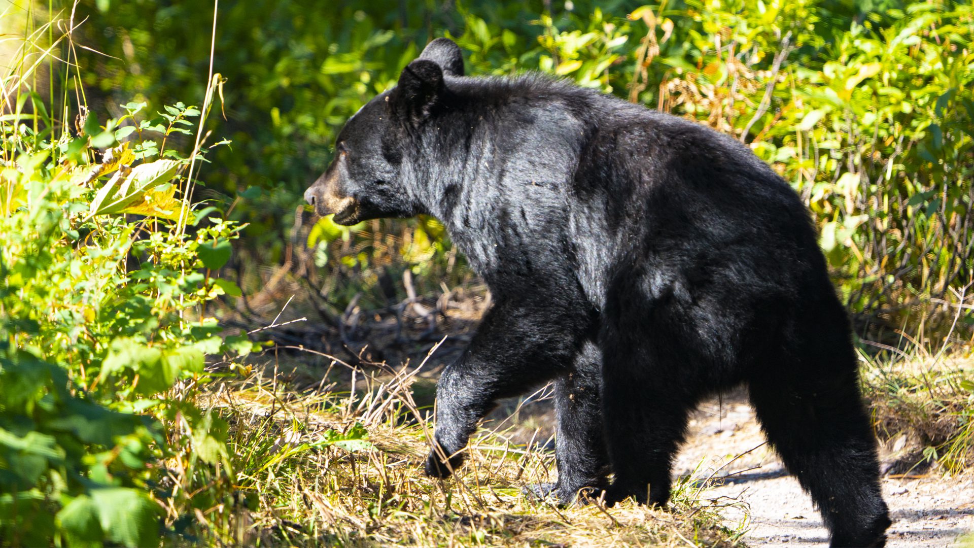 Black Bear at Many Glacier