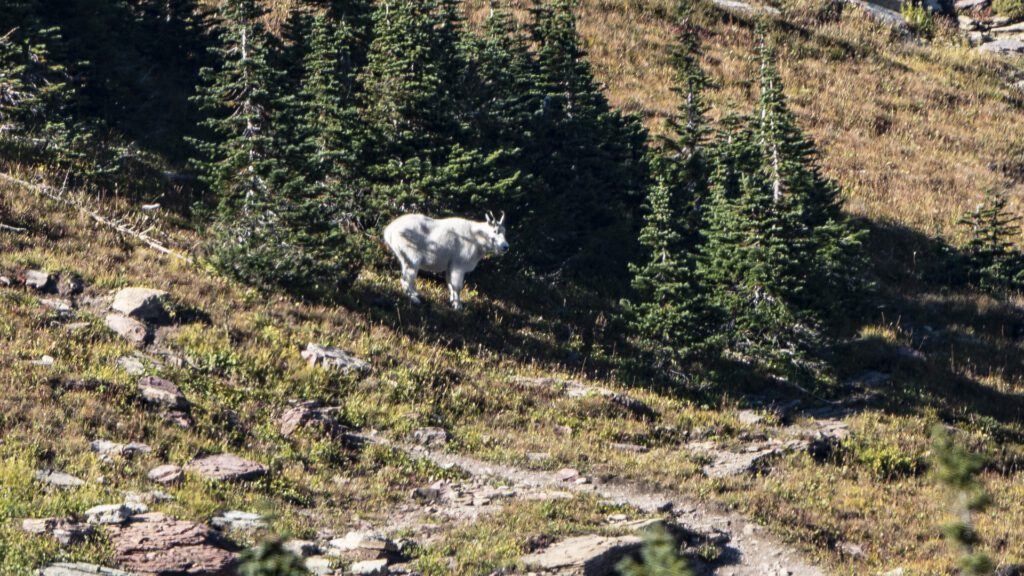 Mountain Goat at Hidden Lake, Glacier National Park.