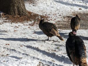 wild turkey's in the Flathead Valley, Montana