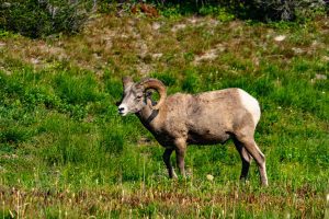 Bighorn Sheep Montana