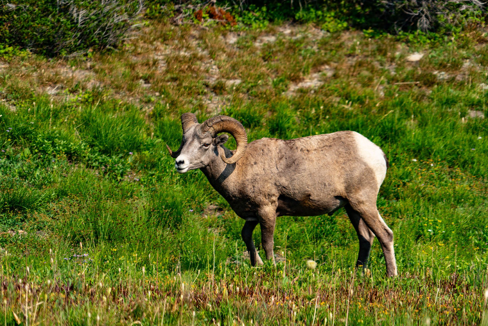 Majestic Moments at Logan Pass!