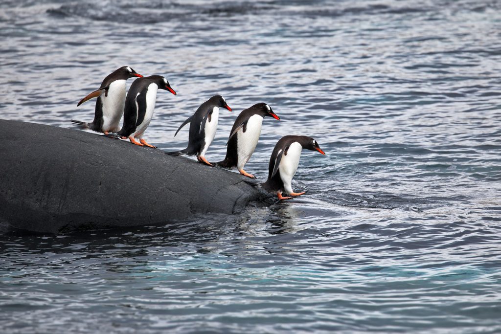 penguin plunge whitefish montana